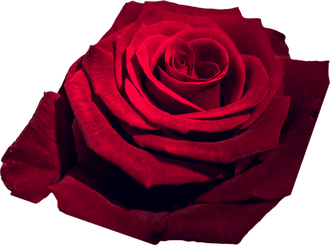 Close-Up Transparent View of Single Red Rose Bloom