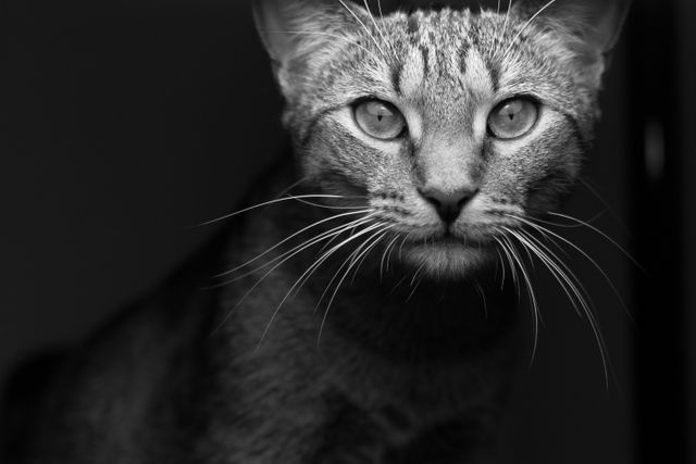 Close-up of tabby cat with an intense gaze, black and white tones highlighting whiskers and facial features. Suitable for use in animal-oriented publications, pet care websites, cat lovers blogs, or advertisements focusing on feline features and expressions.