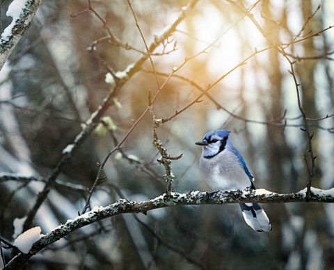 Blue Jay Perching on Winter Branch in Forest