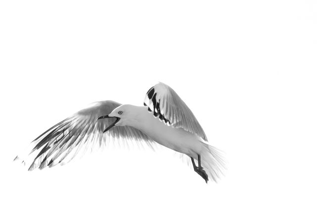 Monochrome Seagull with Outstretched Wings in Flight - Download Free Stock Photos Pikwizard.com