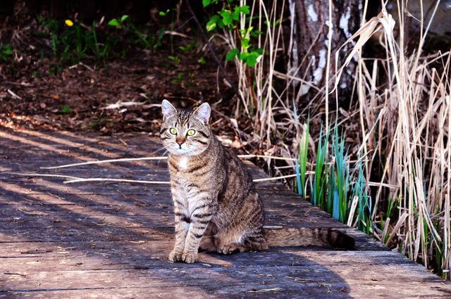 Striped Tabby Cat Sitting on Wooden Boardwalk Outdoors - Download Free Stock Photos Pikwizard.com