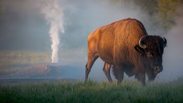 American bison grazing on misty geothermal meadow with steaming vent plume at sunrise