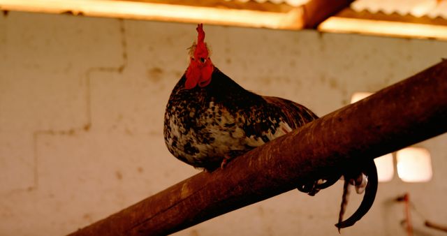 A rooster perches on a wooden beam inside a rustic barn, with copy space. Its vibrant red comb contrasts with the muted background, emphasizing its presence.