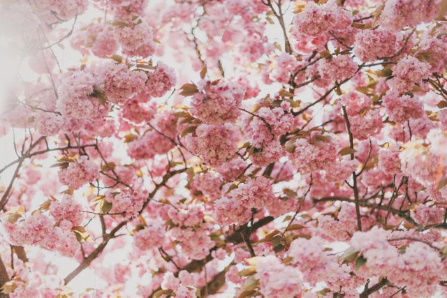 Full Bloom of Pink Cherry Blossom Tree with Sunshine Filter - Download Free Stock Photos Pikwizard.com
