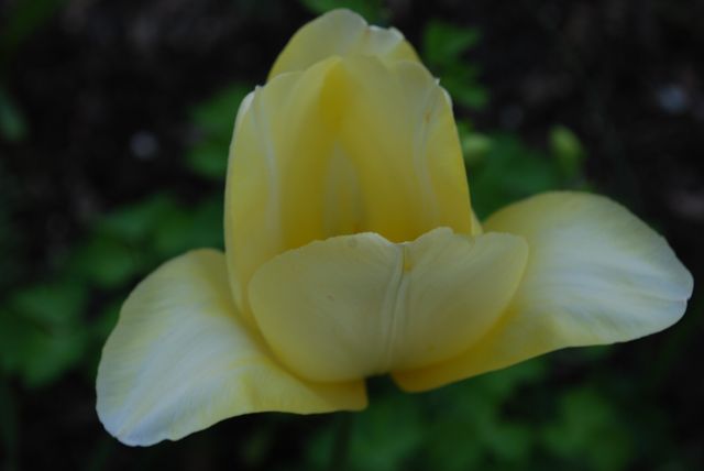 Close-up view of a yellow tulip bloom in a garden, showcasing intricate petal details. Ideal for use in gardening blogs, floral studies, nature photography collections, and springtime promotional materials. Emphasizes the beauty of spring and flowers in blooming status.