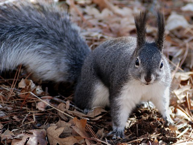 Squirrel foraging on forest floor with fall leaves, showcasing wildlife behavior. Useful for projects related to nature, wildlife observations, and autumn-themed designs.