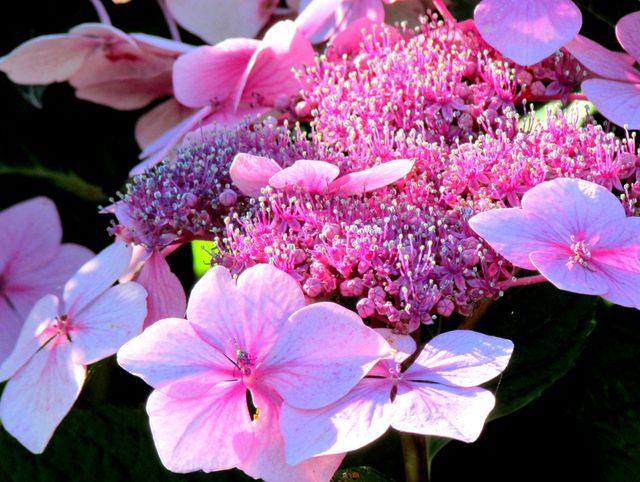 Close-up view of vibrant pink hydrangea flowers in full bloom, illuminated by sunlight. Helps convey natural beauty and tranquility. Perfect for use in gardening blogs, nature articles, floral advertisements, and botanical studies.