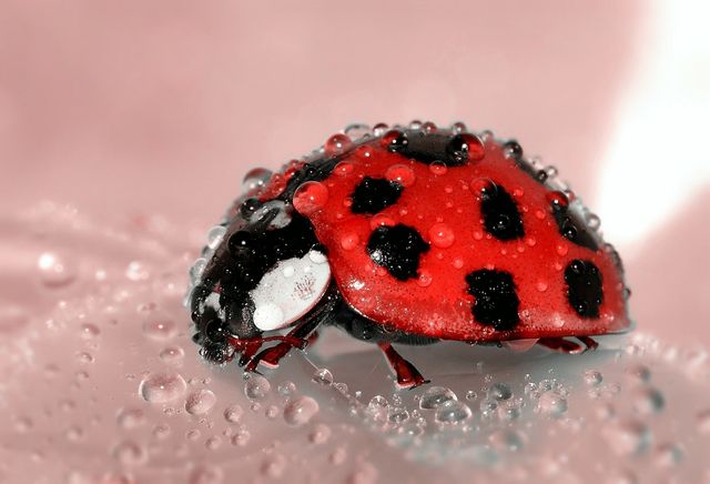 Close-up image of a ladybug with water droplets on its body making its way across a pink petal. Ideal for use in nature and wildlife articles, educational content about insects, or spring-themed designs. Suitable for backgrounds or wallpapers highlighting the beauty of small creatures.