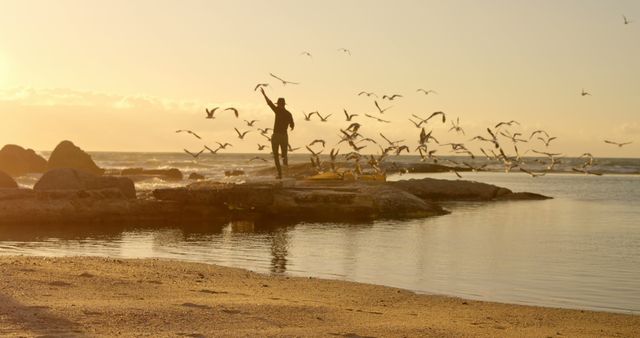 Silhouette of Man Feeding Flock of Seagulls at Beach Sunset - Download Free Stock Images Pikwizard.com