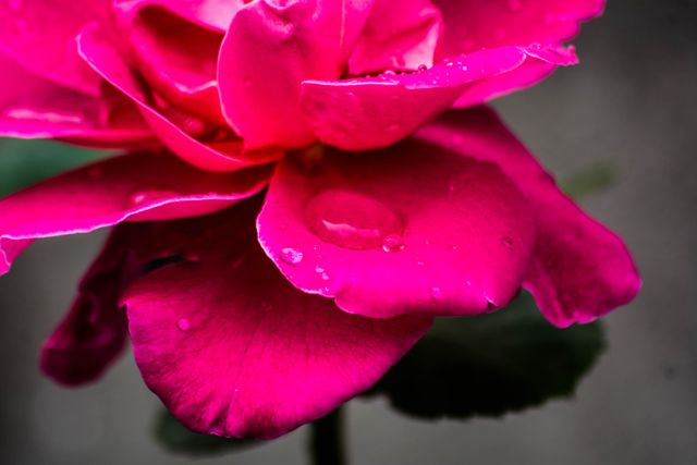 Pink Rose Petal - Download Free Stock Photos Pikwizard.com