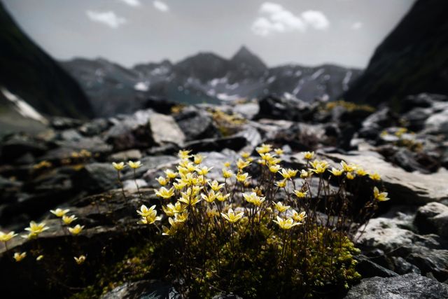 Yellow Wildflowers Blooming Among Rocky Mountain Terrain - Download Free Stock Photos Pikwizard.com
