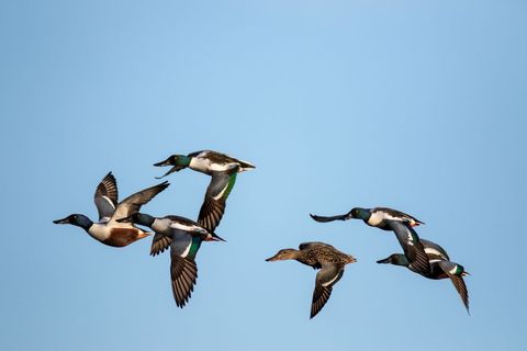 Flock of Northern Shovelers in Flight Against Blue Sky