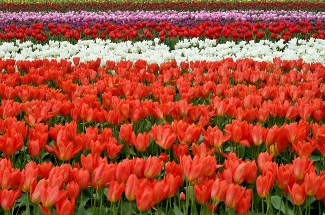 Rows of vibrant tulips in various colors, including red, white, and pink, blooming in a garden or field. Excellent for use in nature-themed projects, gardening magazines, spring promotions, and floral arrangements. Perfect for backgrounds, greeting cards, or posters highlighting the beauty of spring and nature.