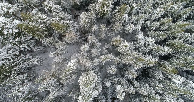 Aerial View of Snow-Covered Pine Trees in Forest - Download Free Stock Images Pikwizard.com