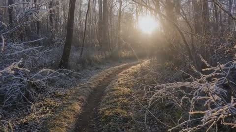 Sun rising backlighting winding frost-covered forest trail with golden ruts, sunrise glow