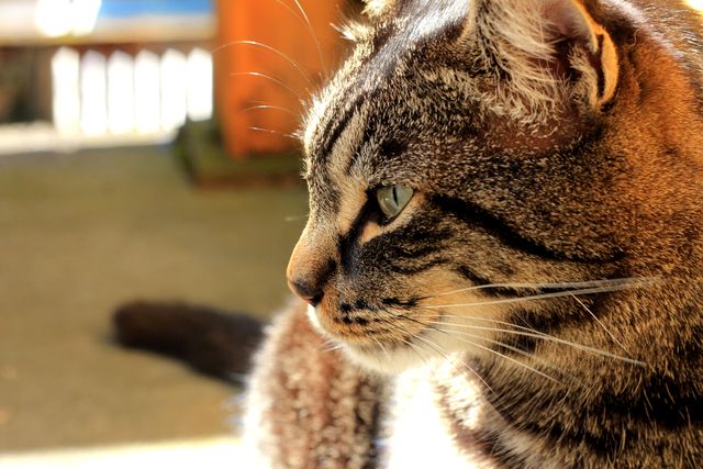 Close-up view of tabby cat's face with sunlight highlighting its fur and whiskers. Cat appears relaxed and contemplative indoors, perfect for pet-related content, veterinary services, animal care advertising, or home decor projects showcasing domestic animals.