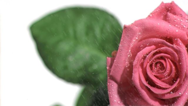 Colorful close-up showing water droplets falling on a pink rose with green leaves in slow motion. Ideal for use in nature-related content, romantic themes, advertising for beauty products or floral shops, and decorative backgrounds.