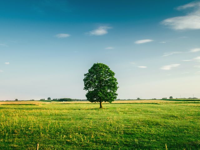 Lonely Tree in Peaceful Green Field with Blue Sky - Download Free Stock Photos Pikwizard.com