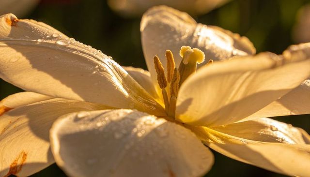Glowing cream-yellow tulip close-up showing stamens and dew drops in golden hour backlit
