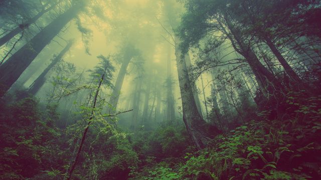 Mystical forest enveloped in dense fog creates enchanting atmosphere. Tall trees and lush greenery dominate scene, offering a serene and magical environment. Suitable for nature-themed projects, fantasy illustrations, environmental campaigns, or wallpapers, showcasing beauty and mystery of natural landscapes.