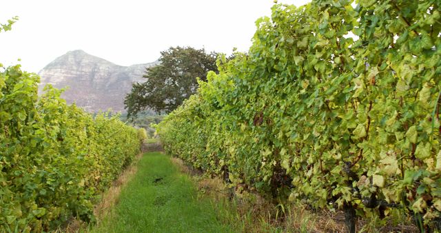 Rows of lush grapevines stretch out in a vineyard, with a mountain looming in the background, with copy space. Vineyards like this are integral to the wine industry, producing grapes that will be transformed into various types of wines.