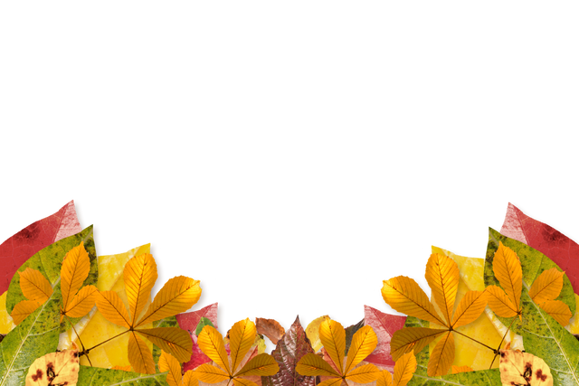 Autumn Leaves Border on Transparent Background - Download Free Stock Videos Pikwizard.com