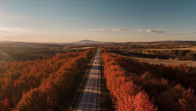 Autumn Road Stretching Through Golden Tree Tunnel Toward Distant Hills During Golden Hour