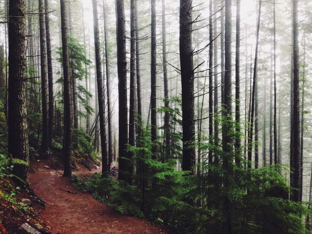 Quiet foggy forest path among tall trees with a misty and serene atmosphere. Excellent for backgrounds, print materials, and websites related to nature, tranquility, and outdoor activities. Perfect for hiking, wilderness, and adventure-focused projects.