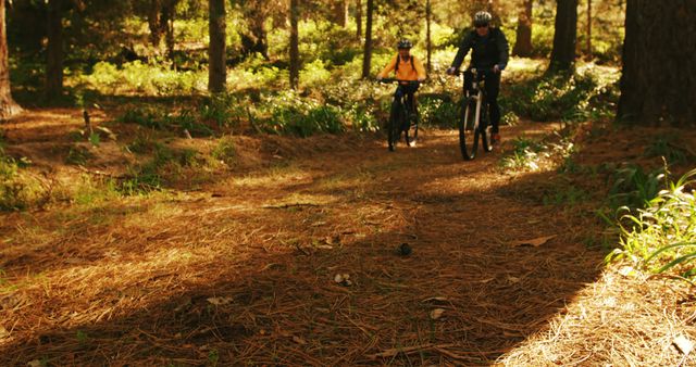 Two Cyclists Enjoying Relaxing Ride Through Forest Path on Sunny Day - Download Free Stock Images Pikwizard.com