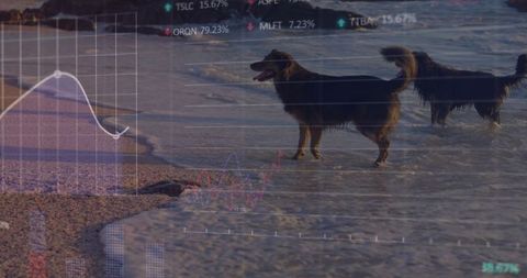 Data Overlay on Dogs Beach Scene Merging Nature and Technology