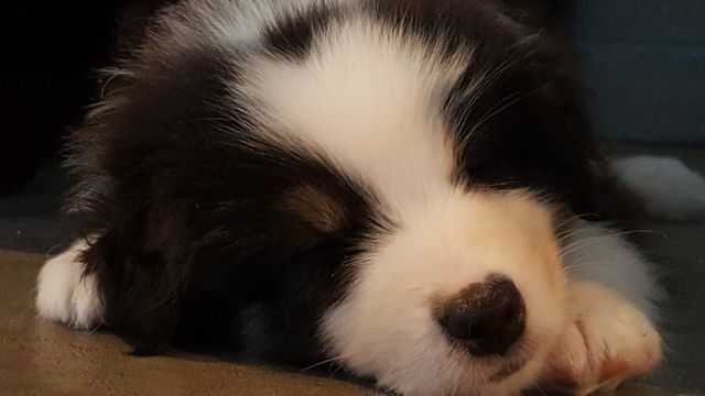 A cute Border Collie puppy is sleeping peacefully on the floor. This image can be used for pet-related content, promoting pet care products, or adding a touch of cuteness to various projects. Ideal for websites, blogs, and advertisements appealing to animal lovers.