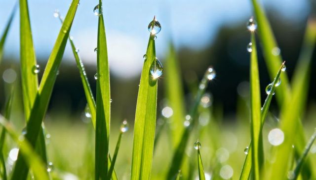 Macro close-up single grass blade holding dewdrop refracting sunlight with sparkling bokeh