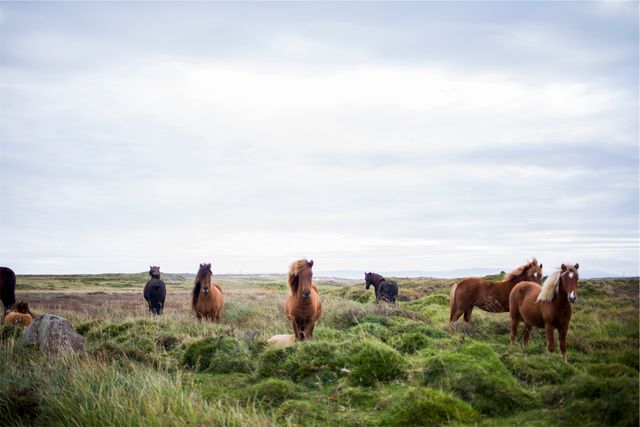 Wild horses grazing on green open plains under a cloudy sky. Ideal for use in nature and wildlife-themed campaigns, environmental awareness posters, and adventure travel resources. The majestic presence of the horses highlights themes of freedom, tranquility, and untouched natural beauty.