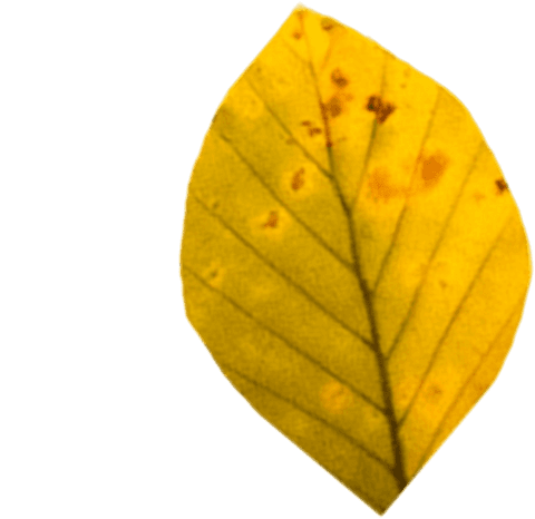 Transparent Yellow Dry Leaf with Distinct Veins and Texture - Download Free Stock Videos Pikwizard.com