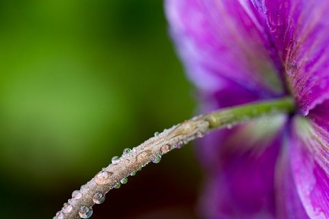 Macro blossom stem sparkling with dewdrops against blurred purple petal background