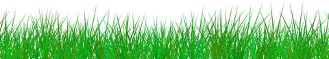 Vibrant transparent green grass blades illustration