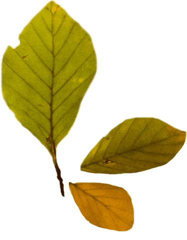 Transparent Close-Up of Autumnal Green Leaves