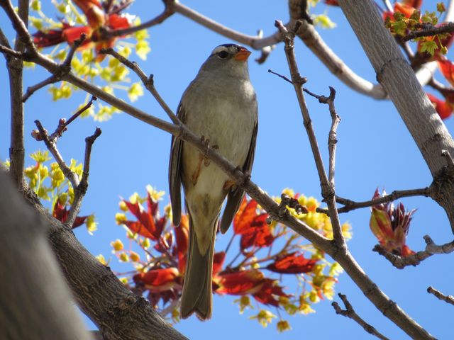 Sparrow resting on tree branch amidst blooming flowers under bright blue sky. Great for articles on wildlife, nature, birdwatching, and outdoors exploration. Ideal for spring or environmental themes in books, magazines, or websites.