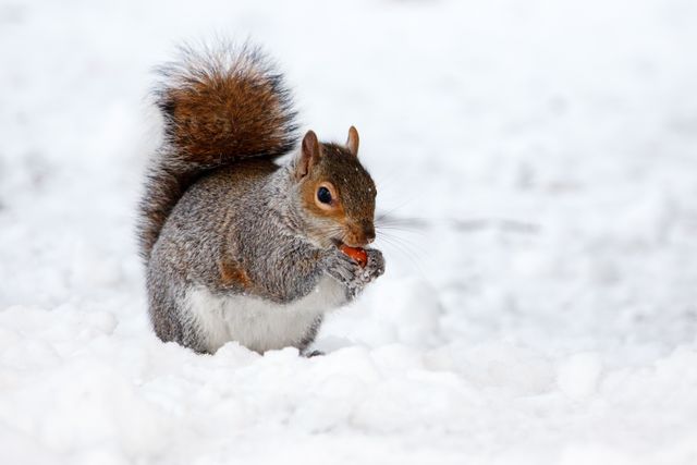 Gray squirrel stands on snowy ground, eating a nut in a close-up, capturing natural winter wildlife behavior. Ideal for use in nature documentaries, wildlife protection materials, winter-themed projects, or educational content about animals in winter environments.