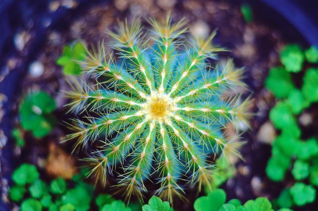 Close-Up of Prickly Cactus with Radial Pattern - Download Free Stock Photos Pikwizard.com