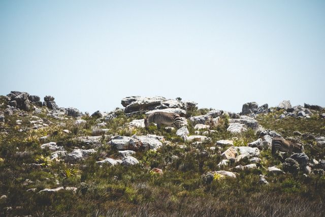 Zebras Camouflaged Among Rocky Terrain in Mountain Landscape - Download Free Stock Photos Pikwizard.com