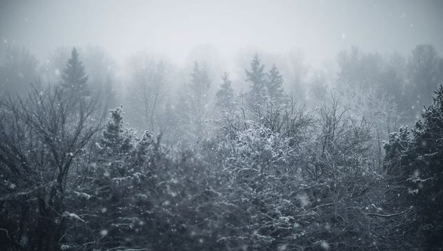 Misty Winter Forest Featuring Snow-Covered Evergreens and Falling Snowflakes