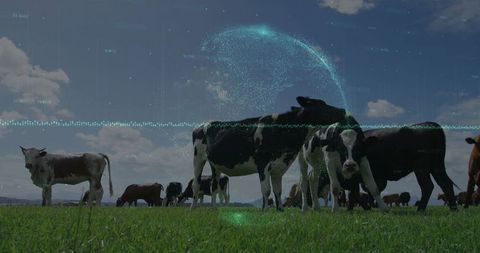 Holstein Cows Grazing with Digital Globe Overlay