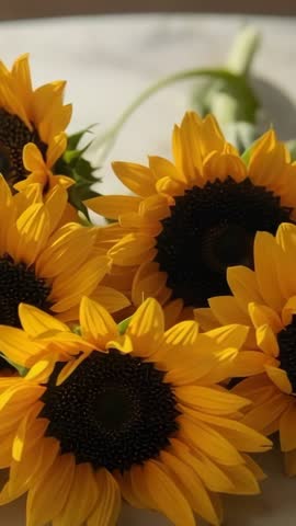 Vertical sunflower close-up video shifting focus across golden petals on pale tabletop