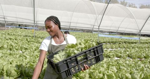 African American Woman Harvesting Lettuce in Hydroponic Farm