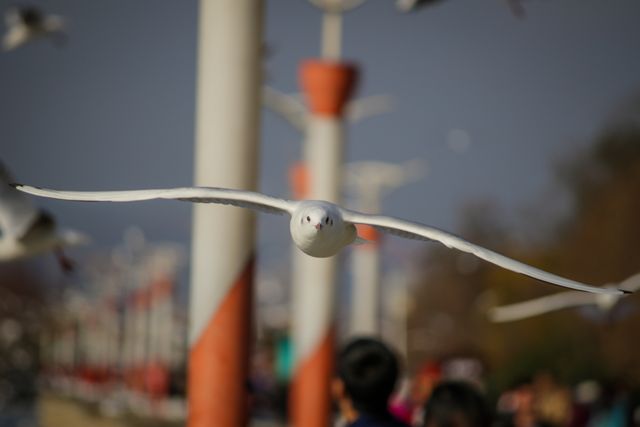 Seagull Gliding in Urban Park, Capturing Nature in the City - Download Free Stock Images Pikwizard.com