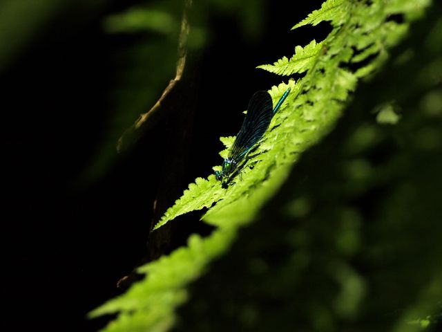 Close-up view of a bright green fern leaf with a blue dragonfly resting on it, surrounded by natural shadows in a forested area. Ideal for themes involving nature, tranquility, and macro photography. Perfect for educational materials, nature-themed backgrounds, or environmental conservation promotions.