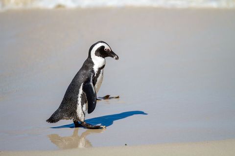 World penguin day: solitary penguin strolling on sunlit beach