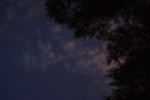 View of the night sky with stars visible through silhouettes of tree branches. Soft clouds add a dreamy feel to the scene. Perfect for nature-themed designs, wallpaper, backgrounds, or promoting peaceful night time activities.