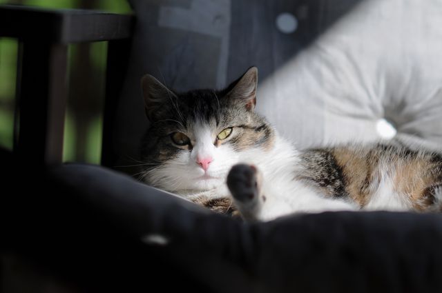 This photo depicts a cat relaxing on a comfortable chair bathed in sunlight, creating a cozy atmosphere. Ideal for use in advertisements for furniture, pet products, or articles on home decor and the benefits of having pets. Perfect for social media posts or blog articles focused on relaxation, pets, and home living.